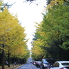 【済州島】タクシーチャーター終わり。自力で最高に綺麗なイチョウ並木へ。