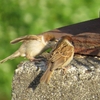 野鳥たちの今・・・（*＾－＾*）