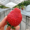 ストロベリーガーデンロイヤル
