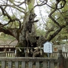 初詣　大山祇神社（今治市　大三島）