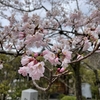 花粉の時期ですね