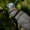 Nilgiri Wood Pigeon (カノコモリバト) (南インドの鳥その5)