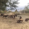 リカオン＠閉鎖中のリビングデザート動物園