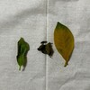 ガジュマルに、難しい判断を迫られている