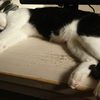 今日の黒猫モモ＆白黒猫ナナの動画ー１０３０