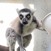 ワオキツネザルたちのお引っ越し事情