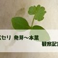 #35｜100均で始めるパセリの水耕栽培｜発芽から本葉まで