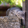 八重山諸島のねこさん