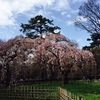 京都御苑　近衛邸跡地　糸桜見頃です。
