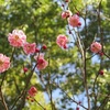 ３月朔日～その１　大宮第二公園梅まつり編～