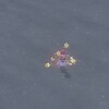 色カラナクシ(西の海)
