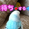 出待ちするセキセイインコ