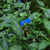 日影沢林道の青い花