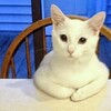 証城寺の狸囃子 (￣。￣;)