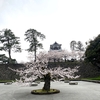 金沢城公園の桜は、ほぼ満開。