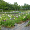 水辺の お花見　🌺！