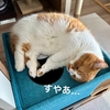早すぎる10月31日の愛猫へのお誕生日プレゼント。