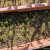 秋植えタマネギ