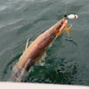 恐怖のデカハモがまた釣れた・・・
