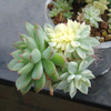 育てやすい斑入りエケベリア：メビナ錦