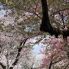 桜吹雪