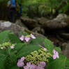 和宏花巡礼「東赤石山」　雨の山のこと