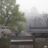 花見 1日目 - 雨