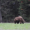 Grizzly Bear Subadult