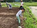 サトツナギ、イモの苗付け無事完了