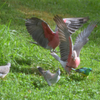 Lawn mowing (grass cutting) and wild birds