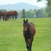 【2025年度デビュー新種牡馬・後半】活躍が期待される新種牡馬14頭の傾向を予想