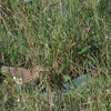 インドアカガシラサギ Indian Pond-Heron