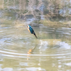 2021.2.11　千里南公園で野鳥撮影（カワセミ編）