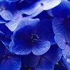 日本一の紫陽花｜みちのくあじさい園（岩手県一関市）