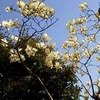 春待つ気持ち。
