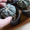【俺の兜が】引っ越し業者に植物を運んでいただく際は注意が必要。本当に大事なものは自分で運んだほうが良いかも。