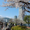 横浜「汽車道、さくら通り」を花見しながら散策！！（２）