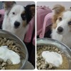 フード選び🐶🍚