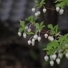 Enkianthus perulatus　ドウダンツツジ