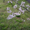 桜の季節が終わった