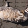 春ニャ
