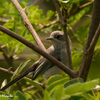 鳥たちの楽園(Parque Guasú Metropolitano)　Part37
