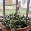 こでまりを植える
