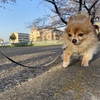 犬山の五条川