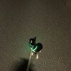 まろにー1455日目