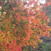扇山　百蔵山　紅葉ハイキング。