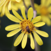 ツワブキの花など　今日の畑の様子　11月24日