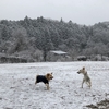 2018年を犬達と振り返る