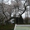 山高神代桜の実相寺