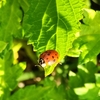 秋分　蟄虫坏戸　むし かくれて とをふさぐ